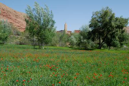 Poppy fields in the Rose Valley in the Atlas Mountains in Morocco