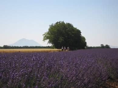 Walking across lavender fields in Provence