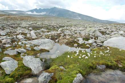 Arctic cotton grass with Mt Snoheta in the background