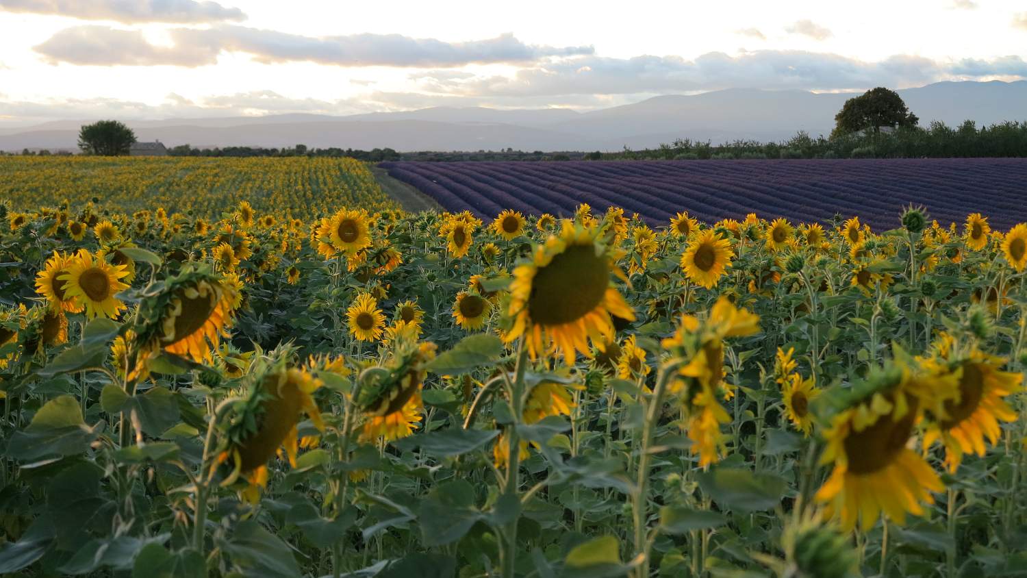 Sunflowers in Provence.JPG