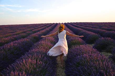 Lavender fields at the Valensole Plateau Provence France