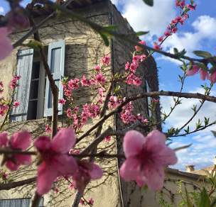 Peach blossoms Provence France