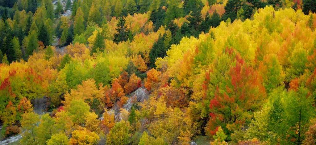 Autumn colours in the Lure Mountains Forest France.jpg