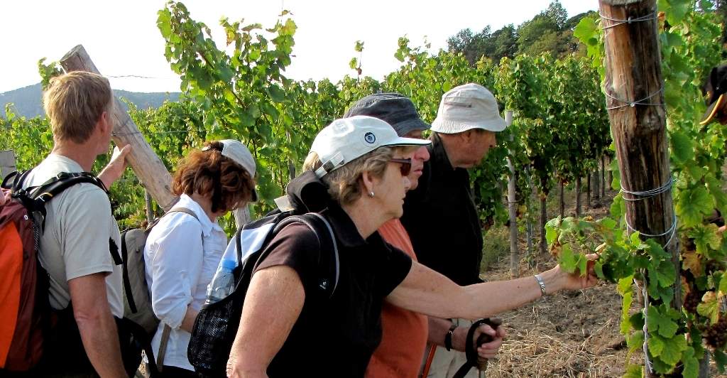 Examining the vines in Alsace near Obernai.jpg