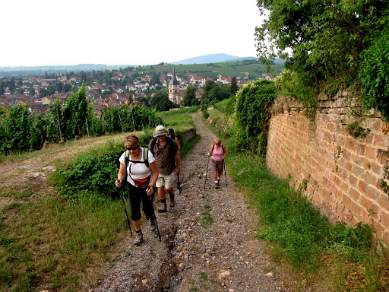 Walking near Barr in the Alsace