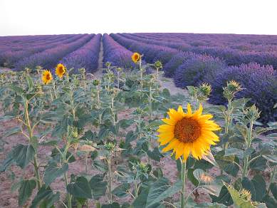 Lavender and Sunflower fields in Provence France