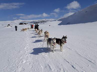 Huskies Myvatn North Iceland