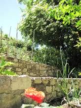 Steps to sunny veggie garden
