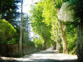 Tree lined avenue near Forcalquier