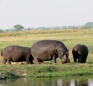 Hippos Chobe NP, Botswana