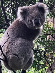 Koala Wilsons Promontory