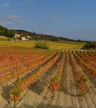 Provence vineyards in Autumn