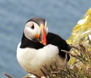 Puffins at South Coast Iceland