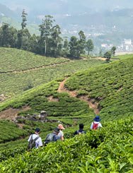 Munnar tea plantations Kerala India