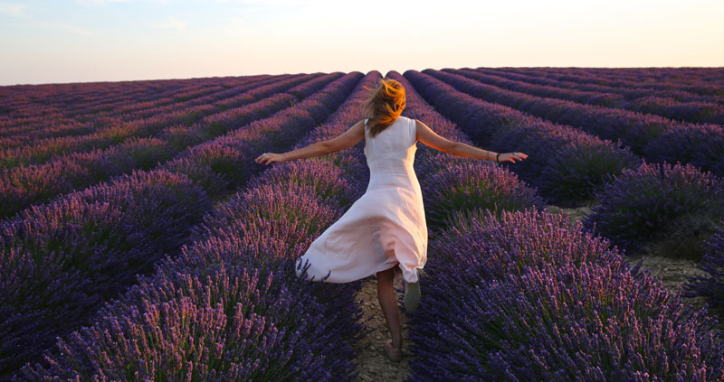 Lavender fields the Valensole Plateau Provence