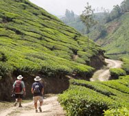 Tea plantation Munnar, Kerala