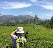 Tea plantations Munnar Kerala