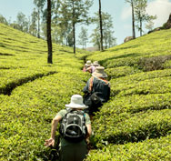 Walking through the tea plantations near Munnar Kerala India