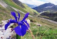 Iris vallee d'Ossau