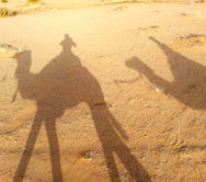 Camel ride into the sunset jordan