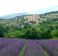 Lavender Fields near Aurel Provence France