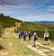 Vineyards near Barolo Piedmont Italy