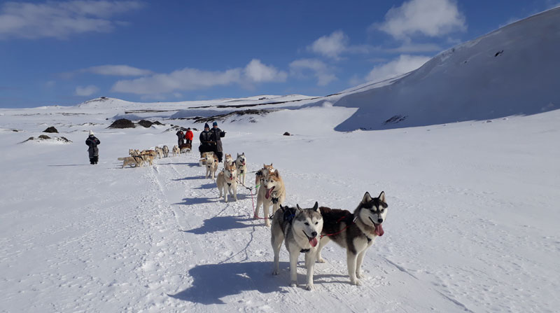 A day with the Huskies Myvatn North Iceland