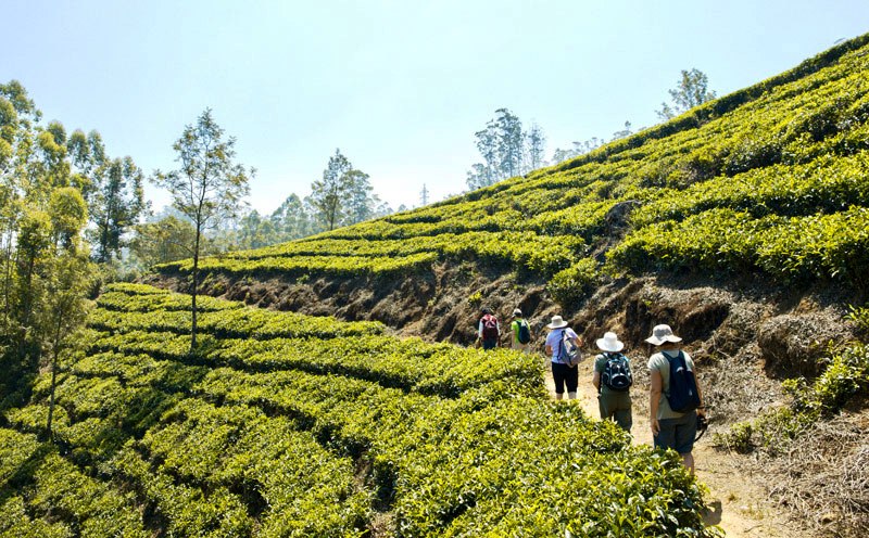 Teaplantations Munnar Kerala India