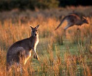 Kangaroos near Cotters Lake