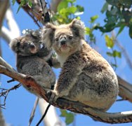 Koalas Great Ocean Road