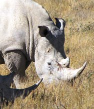 Rhino's grazing Namibia