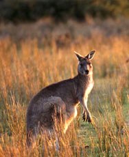 Kangaroos near Cotters-Lake
