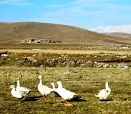 Famous geese Kas, Eastern Turkey