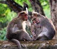 Monkey business Thekkady Kerala