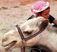 Camels in Wadi rum Desert