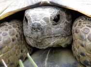 Gracea Iberia tortoise in Turkey