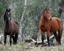 WIld brumbies in the High Country