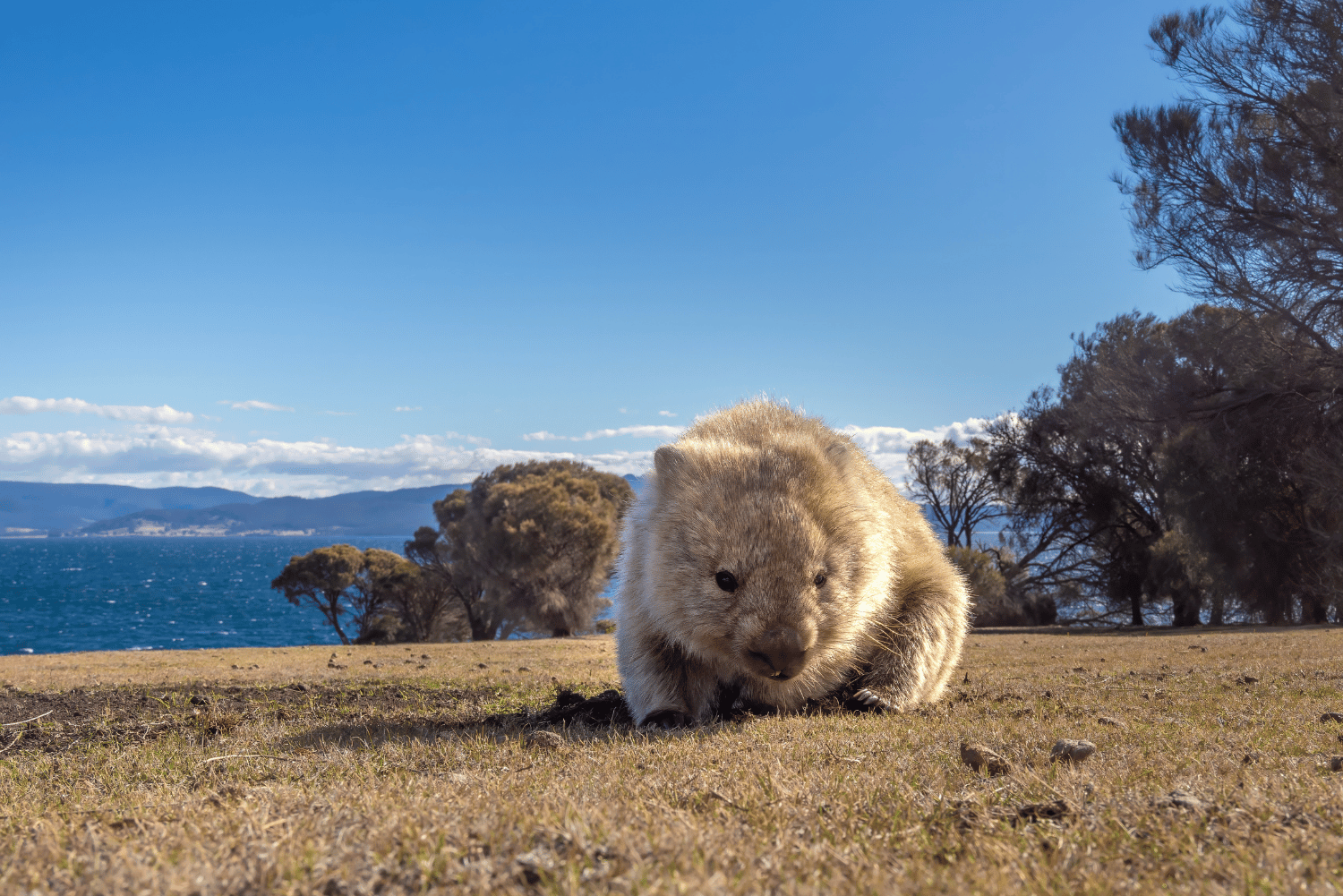 Treasures of Tasmania 14 22
