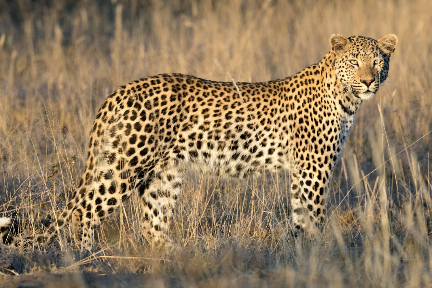 African Walkabout 13 10
