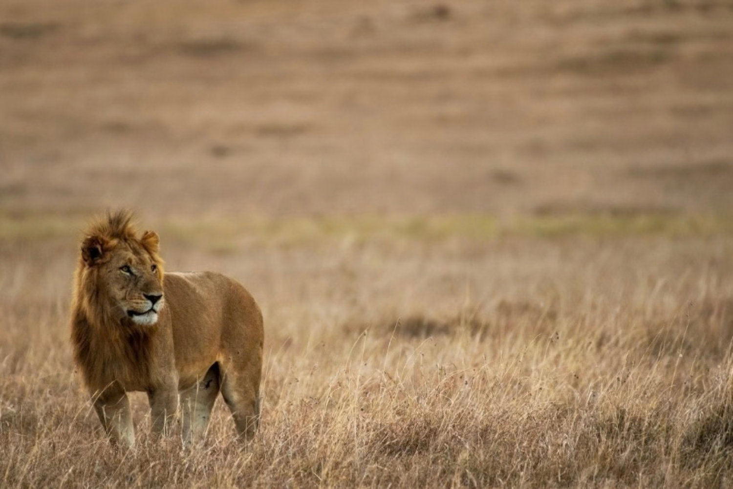 African Walkabout 7 2