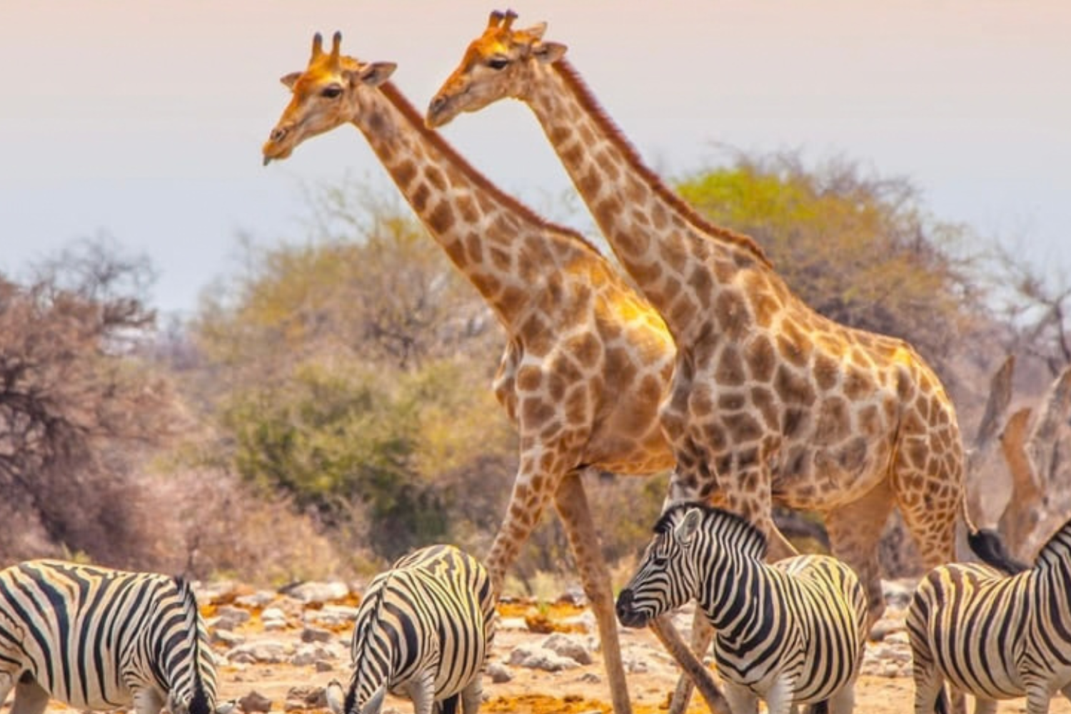 African Walkabout 16 3