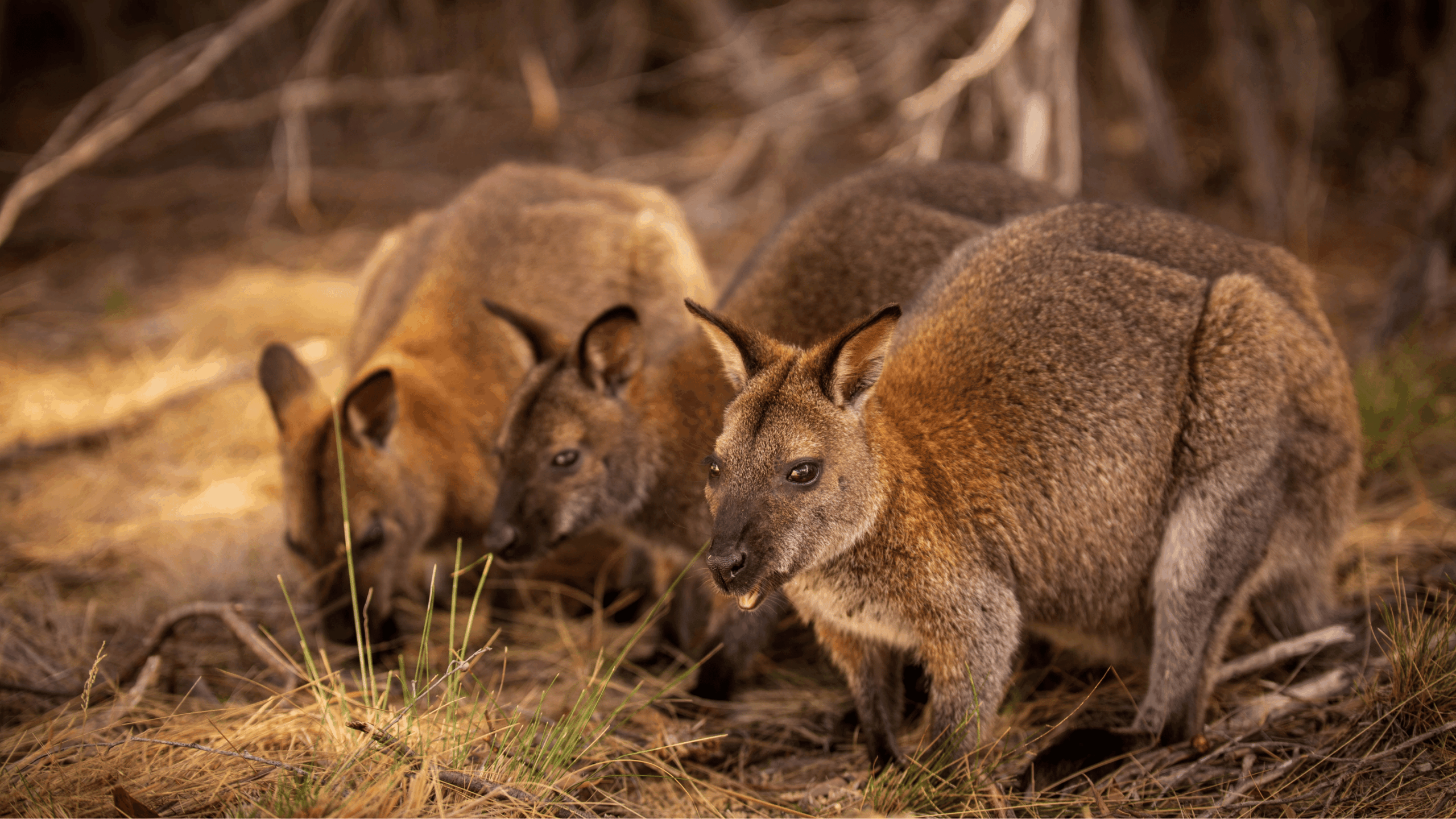 Flinders Island – The Jewel of Bass Strait 7 9